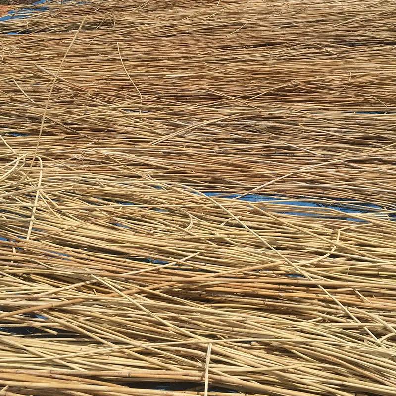 Natural kiln and sun drying process for rattan moisture stabilization